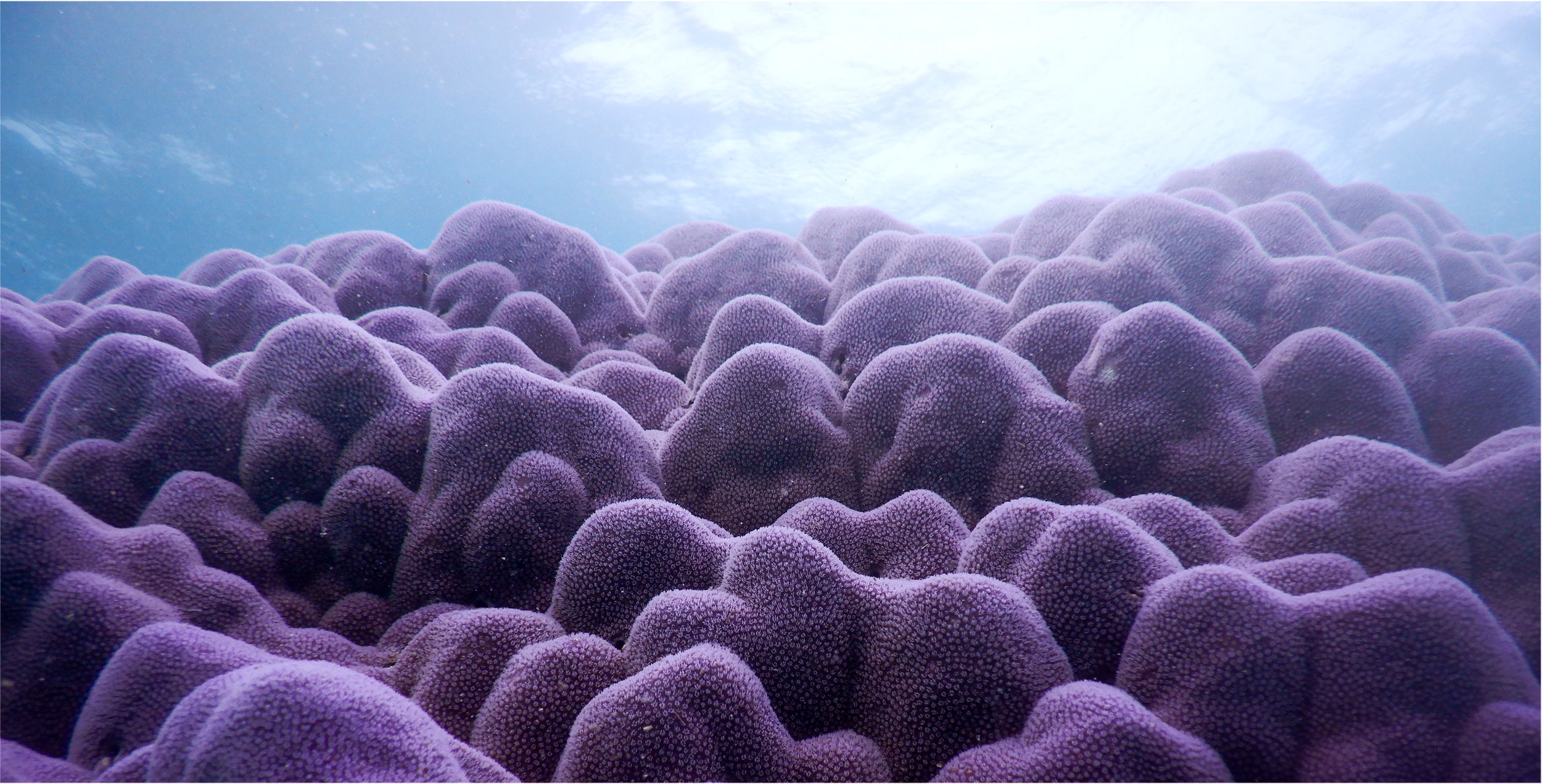 Porites for website.png